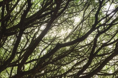 Illustration crisping - Image 1