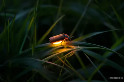 Illustration glowed - Image 1