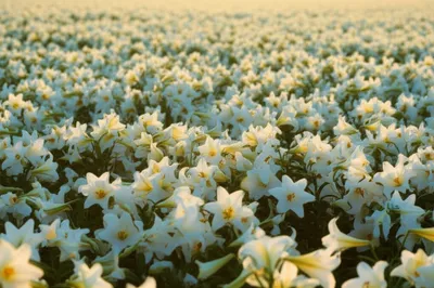 Illustration fairer - Image 1