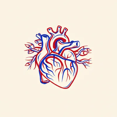 Illustration circulatory - Image 1