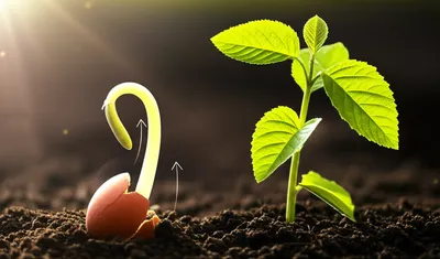 Illustration augments - Image 1