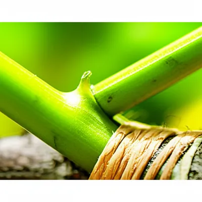 Illustration grafting - Image 1