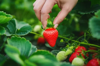 Illustration plucking - Image 1