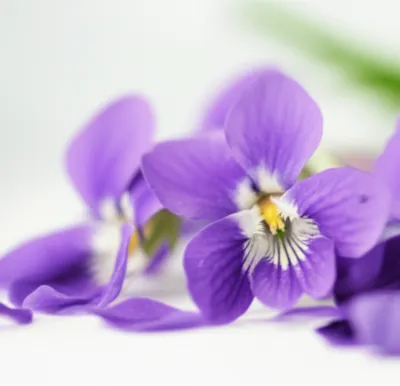 Hình ảnh minh họa violets - Ảnh 1