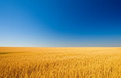 Illustration broadest - Image 1