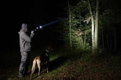 Illustration coon - Image 1