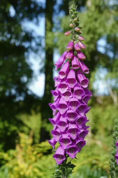 Illustration digitalis