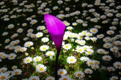 Illustration speciality - Image 1