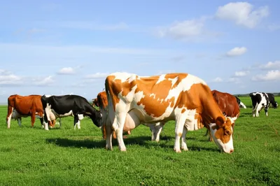 Визуальная иллюстрация слова «cattle» - Скот, крупный рогатый скот