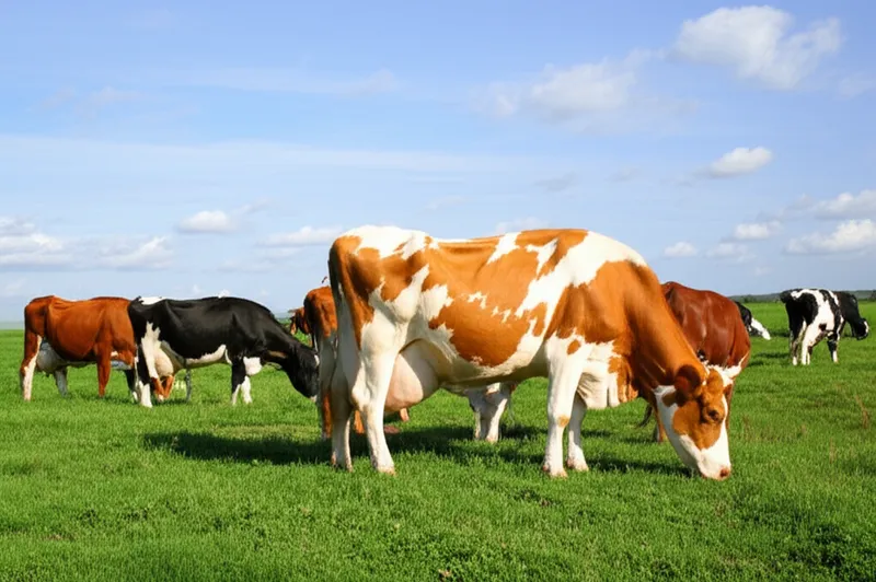 Визуальная иллюстрация слова «cattle» - Скот, крупный рогатый скот