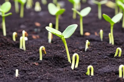 Illustration earlier