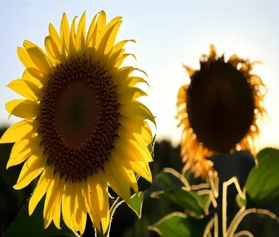 Illustration dishearten