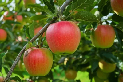 Illustration griffon - Image 1