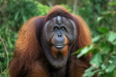 Illustration toms - Image 1