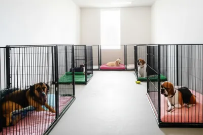 Illustration kennels - Image 1