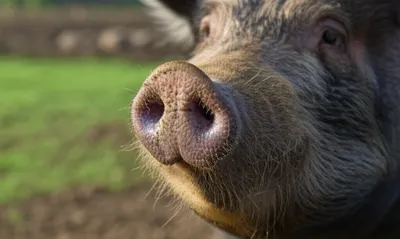 Illustration muzzles