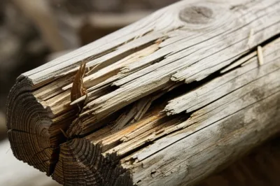 Illustration shives - Image 1