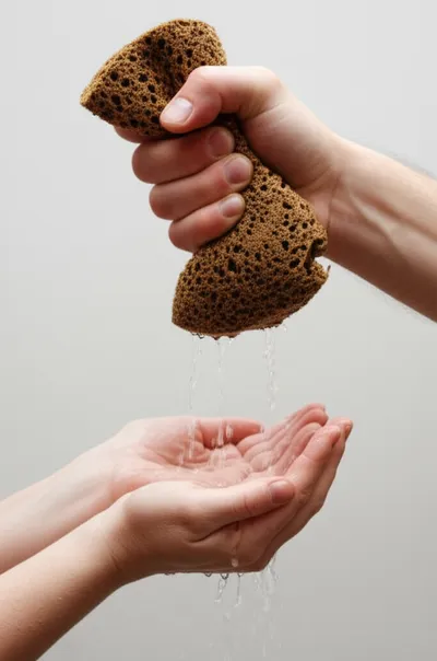 Illustration sponge - Image 1