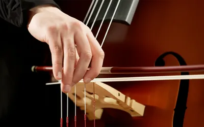 Illustration plucked - Image 1