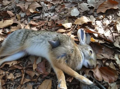 Illustration lithic - Image 1