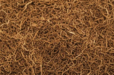 Illustration shag - Image 1