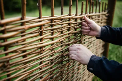 Illustration wattle - Image 1