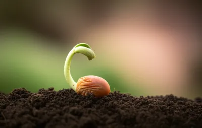 Illustration inseminate - Image 1