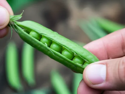 Illustration shelled - Image 1