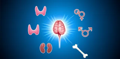 Illustration pituitary - Image 1