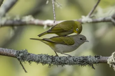 Illustration treads - Image 1