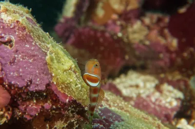 Illustration gobies - Image 1