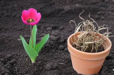 Illustration reinstall