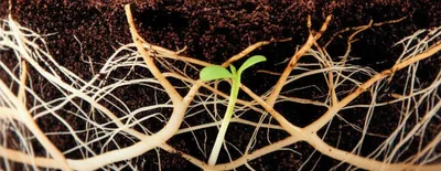 Illustration fuels - Image 1