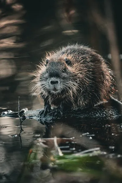 Illustration nutria - Image 2