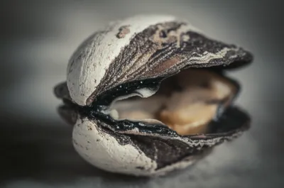 Illustration escutcheon - Image 1