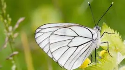 Illustration white - Image 2