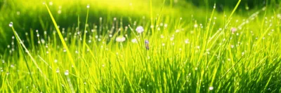 Illustration verdure - Image 1