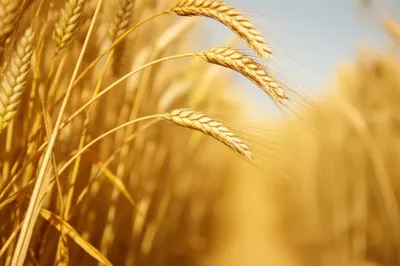 Illustration ears - Image 1