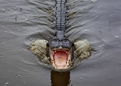 Illustration snapping - Image 1