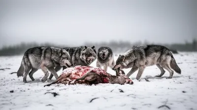 Illustration ravens - Image 1