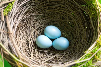 Illustration housed - Image 1