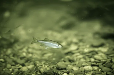 Illustration bleak - Image 1