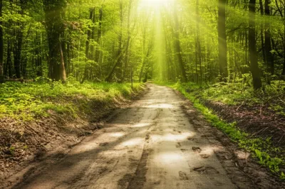 Illustration ride - Image 1