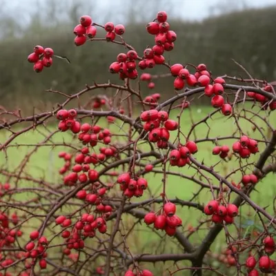 Illustration hawthorn - Image 1