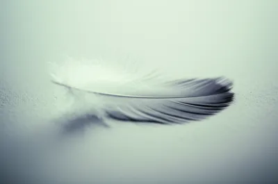 Illustration lie - Image 1