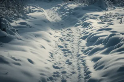 Illustration foils - Image 1