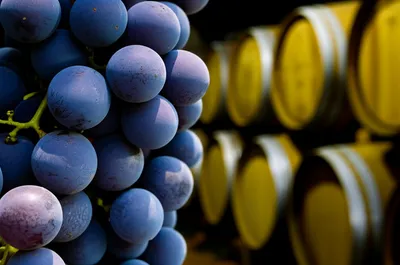 Illustration cabernet - Image 1