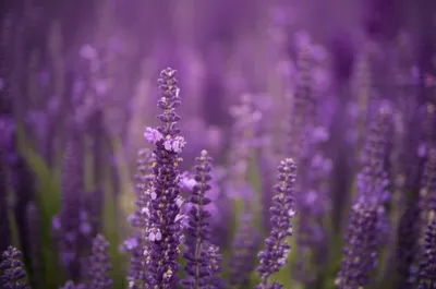 Illustration pansy - Image 1