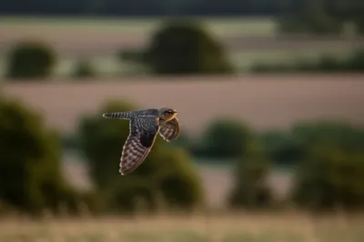 Illustration spinners - Image 1