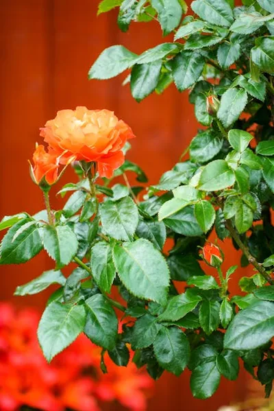 Illustration charisma - Image 2